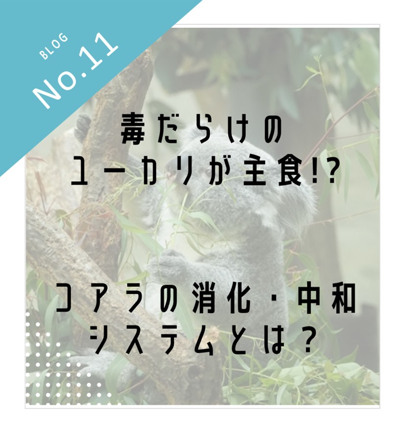 毒だらけのユーカリを主食に！コアラの消化・中和システム